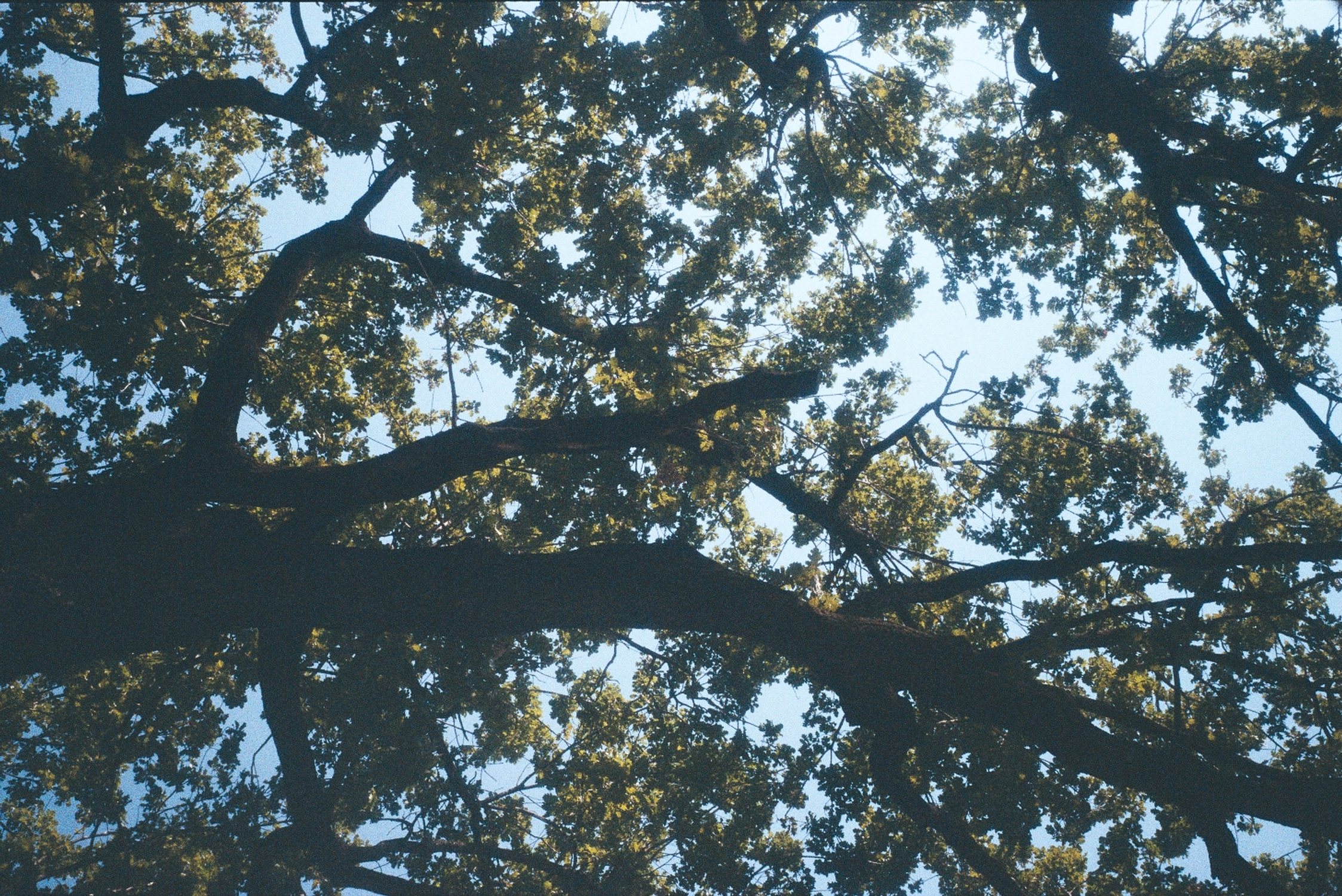 Imperfezioni analogiche: un rullino con la Olympus Trip 35